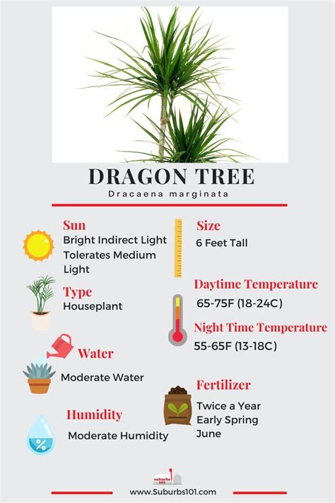 dragon tree winter care tips